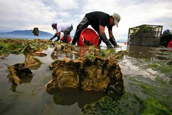 During low tide, workers Jorge Palma, left, and Ricardo Gonzalez Bernal harvest oysters in Samish Bay in Washington. Because of a bacterial outbreak, future crops will not be as large.