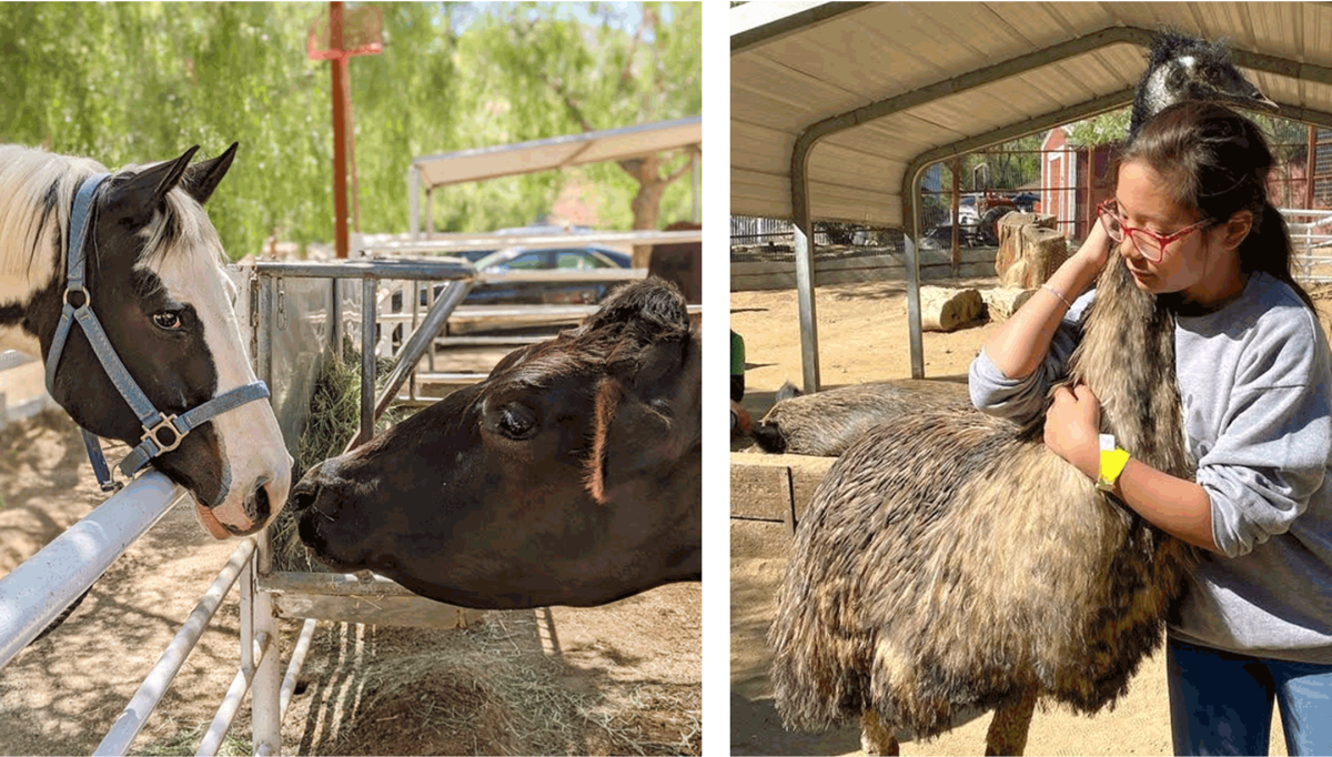 Animals and humans interact at the Gentle Barn in Santa Clarita.