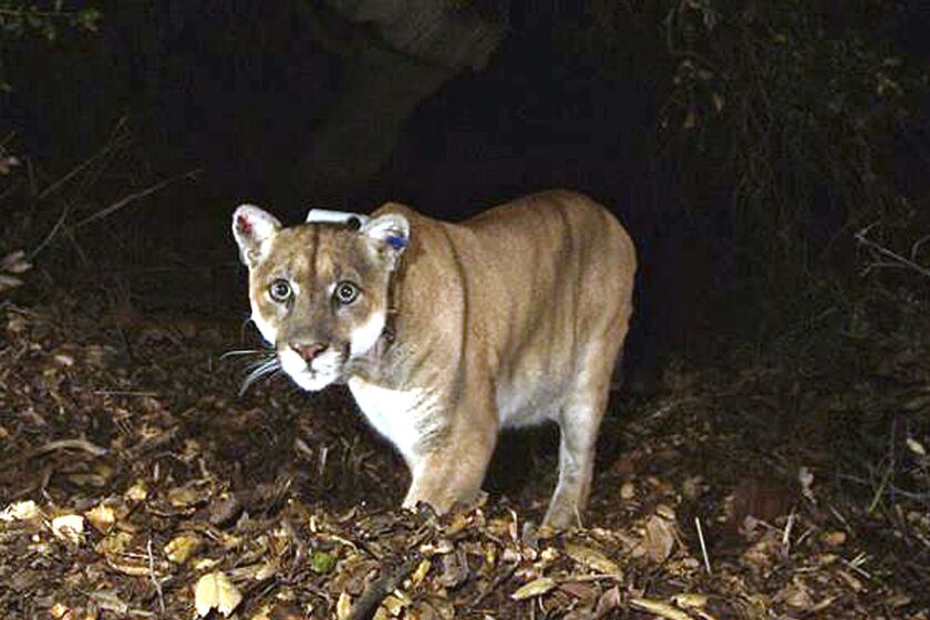 FILE - This Nov. 2014, file photo provided by the U.S. National Park Service shows a mountain lion known as P-22, photographed in the Griffith Park area near downtown Los Angeles. Wildlife officials say Southern California's most famous mountain lion, P-22, will be captured and given a health examination after he killed a dog that was being walked in the Hollywood Hills. The state Department of Fish and Game says P-22's behavior has changed and he "may be exhibiting signs of distress." (U.S. National Park Service, via AP, File)