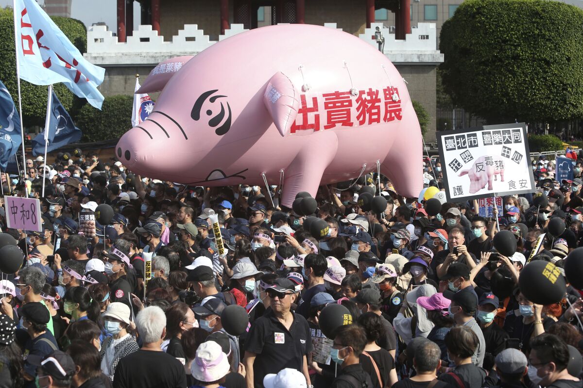 Above a crowd of sign-waving protesters, a pig balloon has a slogan that reads "Betraying pig farmers."