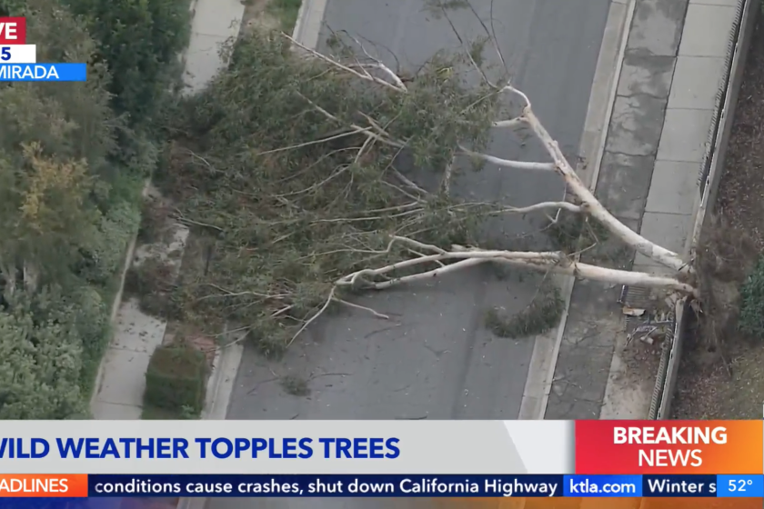 An aerial view of a downed tree blocking a roadway.