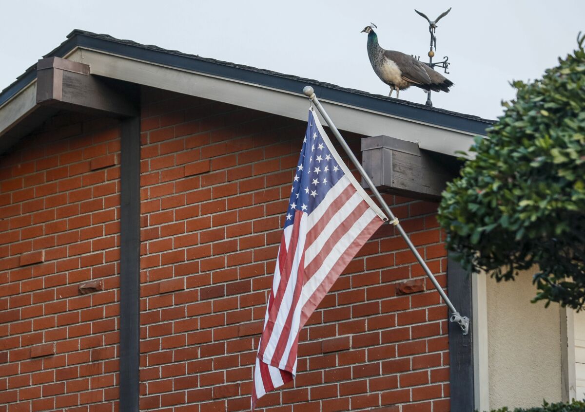 South Pasadena is attempting to remove all its peafowl