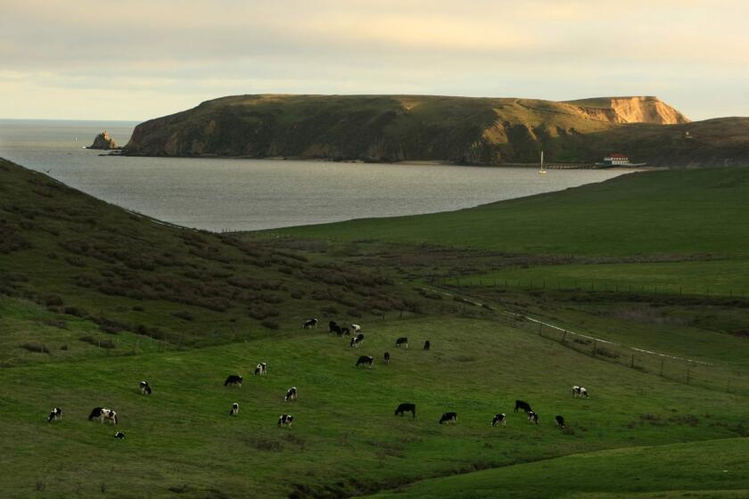 Cattle graze on some of the hundreds of acres of farmland at Point Reyes National Seashore. Dairy farmers and ranchers say they feel burdened by red tape.