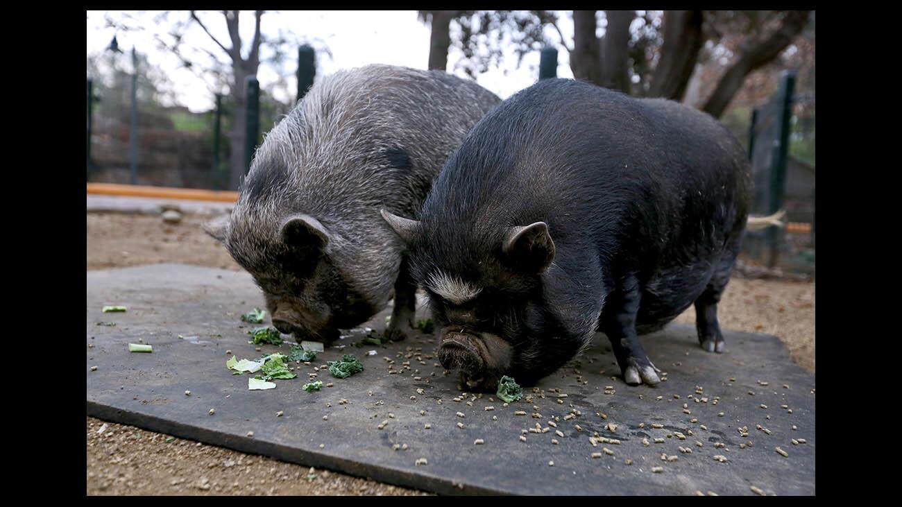 Photo Gallery: L.A. Zoo celebrates Lunar Year of the Pig with various hogs from around the world