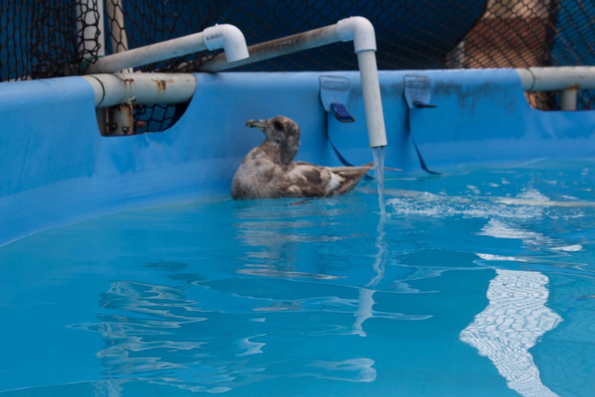A duckling is pictured in one of the pools that now cannot operate due to the electrical shortage.