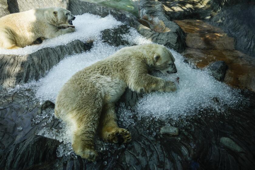 Osos polares se refrescan sobre hielo que fue colocado en su recinto en un caluroso día en el zoológico de Praga, el miércoles 10 de julio de 2024, en la República Checa. (AP Foto/Petr David Josek)