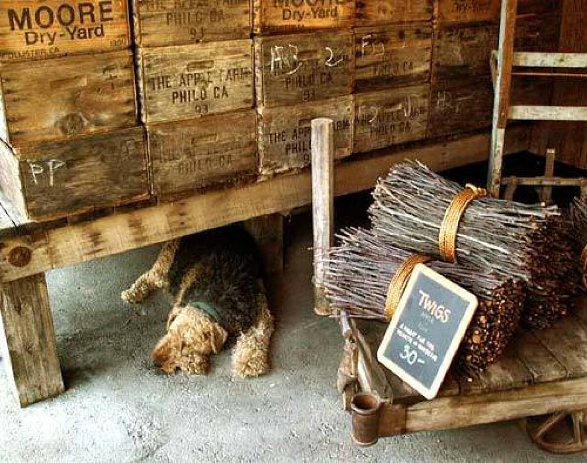 A dog naps on the loading dock next to bundles of Apple Farm twigs for the hearth or barbecue.