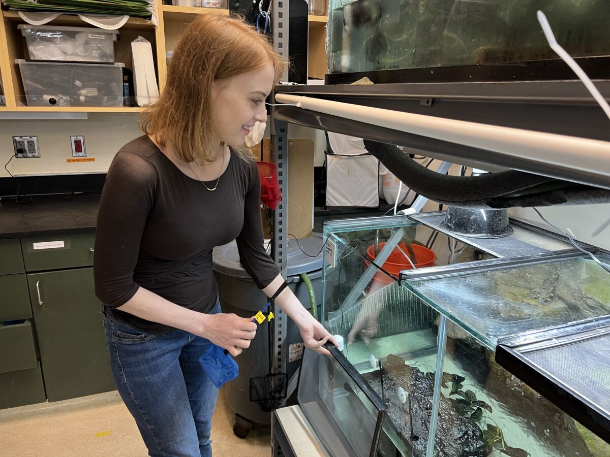 Scientist Tali Hammond looks at a frog tank.