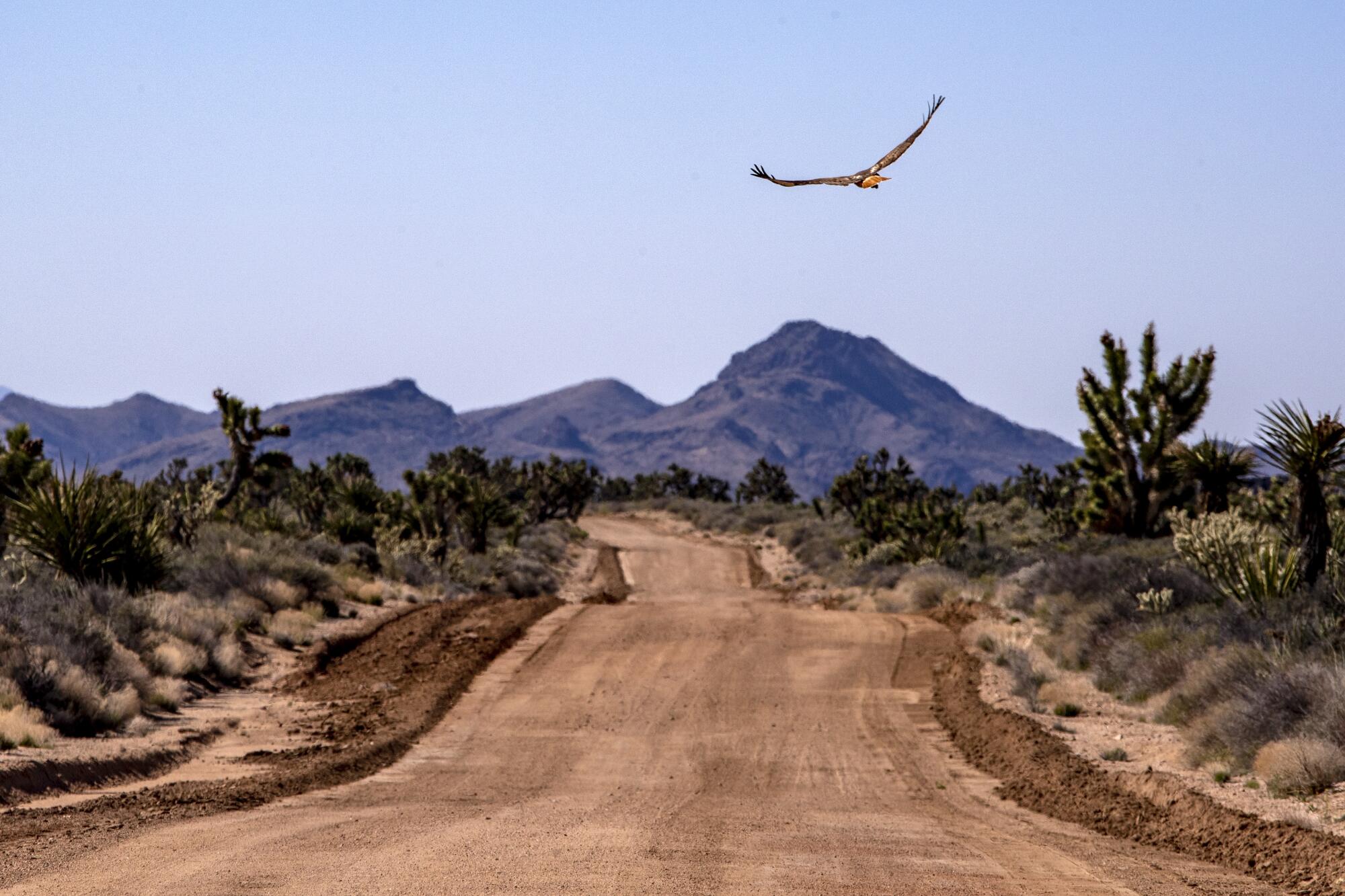 A hawk soars over a a desert road as mountains rise in the distance. 