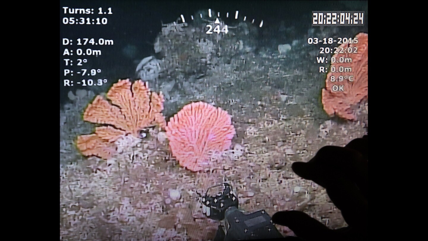A video image from a remotely operated vehicle shows gold coral on the seafloor of the Channel Islands National Marine Sanctuary 570 feet below the surface. The vehicle's manipulator arm, bottom center, reaches out to collect a sample.