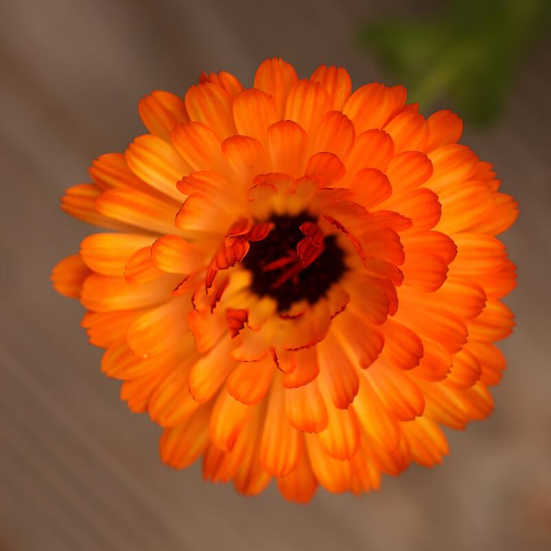 An orange Calendula flower.