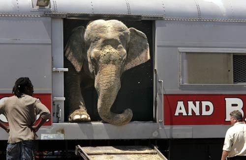 An Asian elephant emerges from a circus train during the Ringling Bros. and Barnum & Bailey Circus Animal Walk. The animals were unloaded from the train at the corner of Cerritos Avenue and Sunkist Street in Anaheim and were guided to the Honda Center.