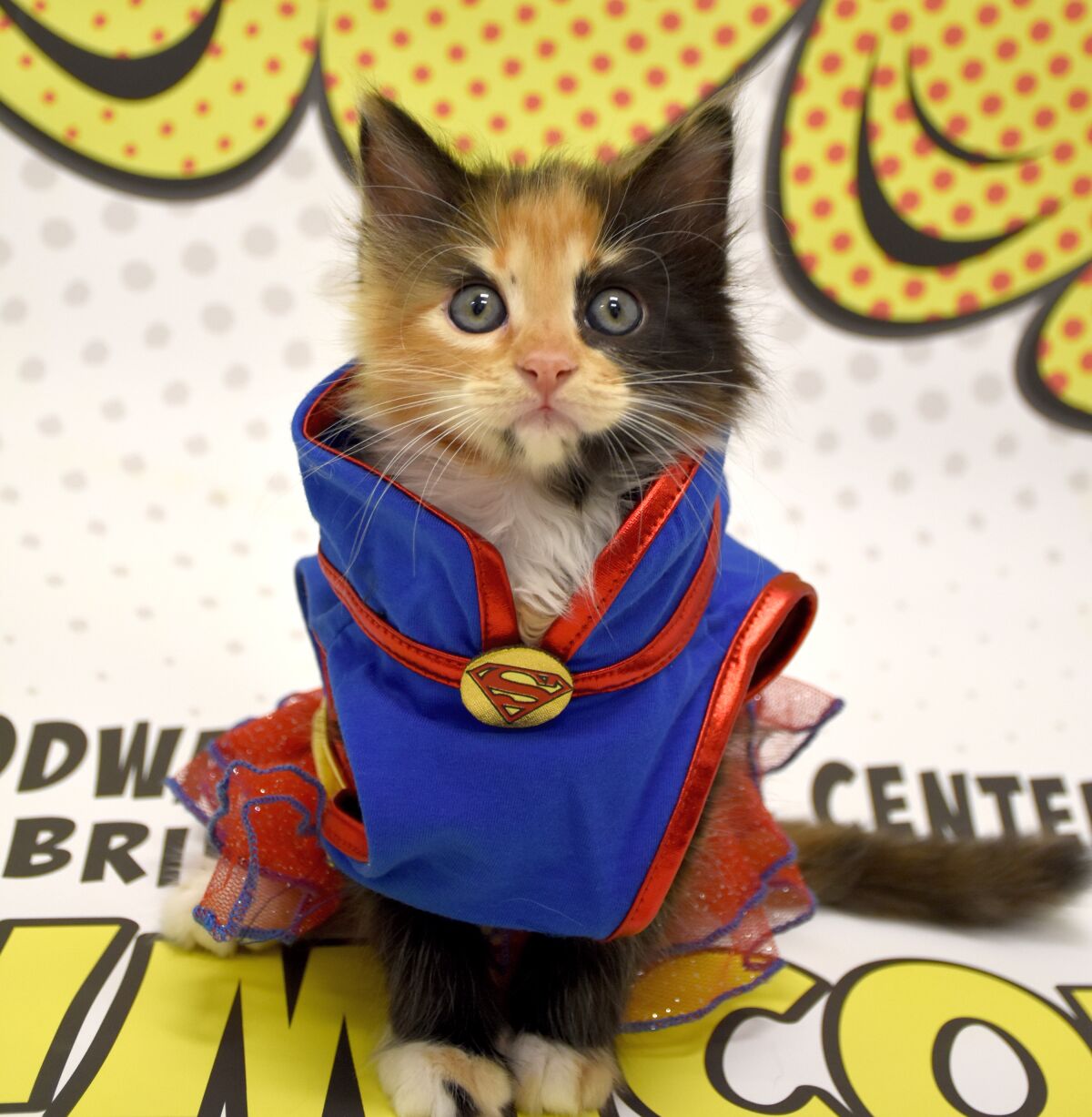 A cat dressed up as a superhero at PAWmicon