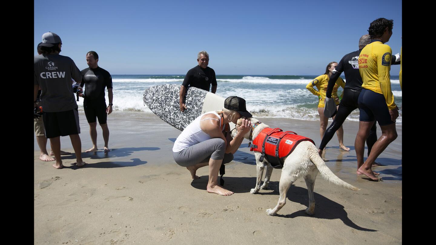 Photo Gallery: The Purina Incredible Dog Challenge