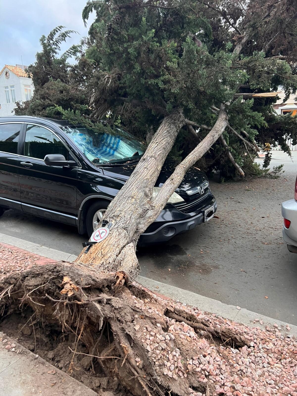 A fallen tree on Nautilus Street landed on a parked car Nov. 1.