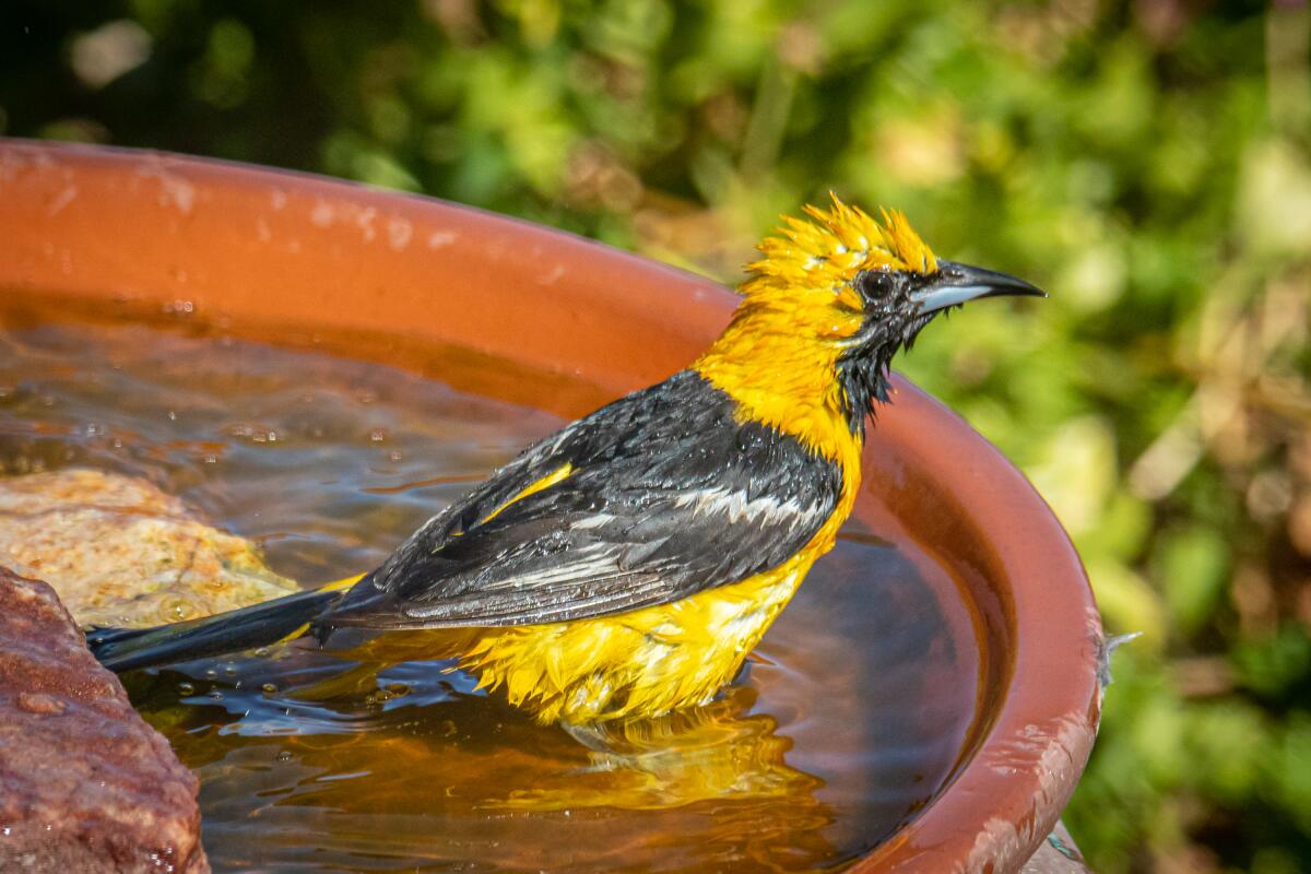 Oriole, Migratory, Songbird, Brightly Colored