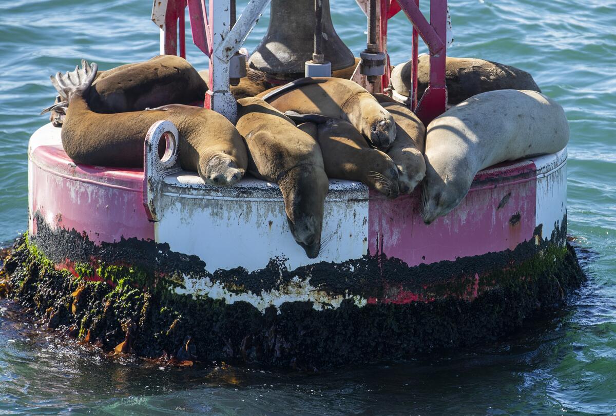 Sea lions rest on a buoy outside of Newport Beach on Friday.
