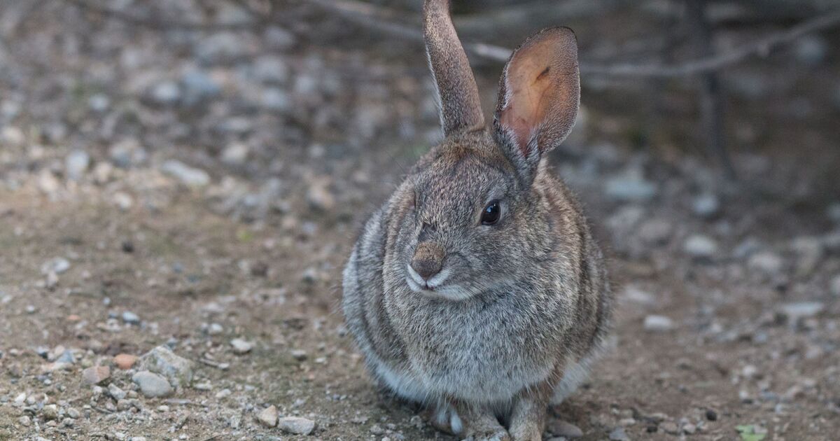 A rabbit rescue operation is launched to save bunnies from rising floodwaters