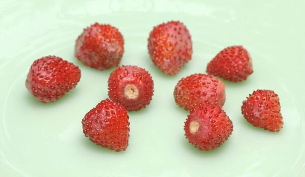 New Giant wild strawberries