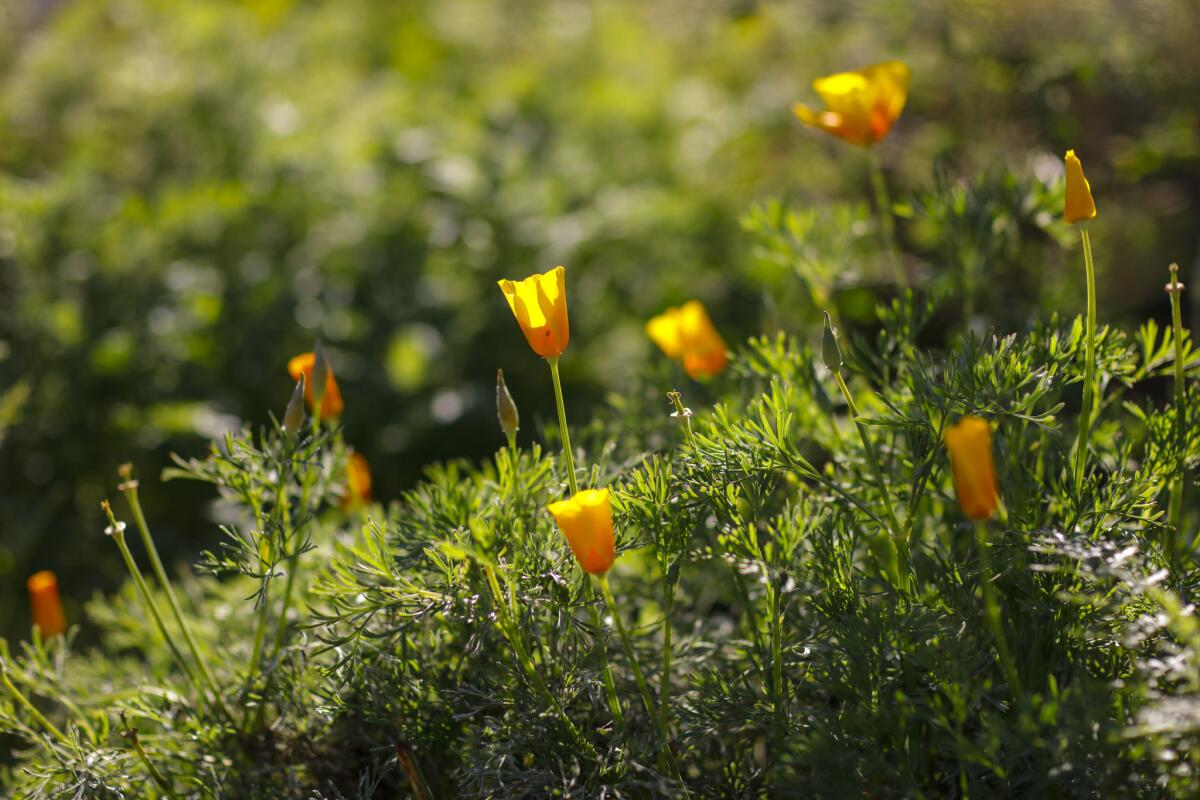 The iconic California poppies (Eschscholzia californica), are the official state flower of California.