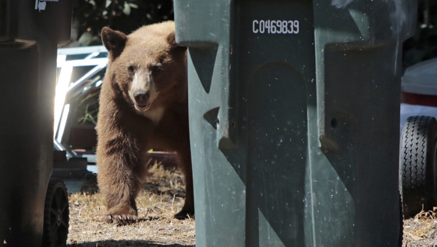 A bear cub walks near trash cans on Hacienda Drive in Monrovia. The bear has been foraging in the neighborhood recently, and Department of Fish and Wildlife agents are trying to track it down.