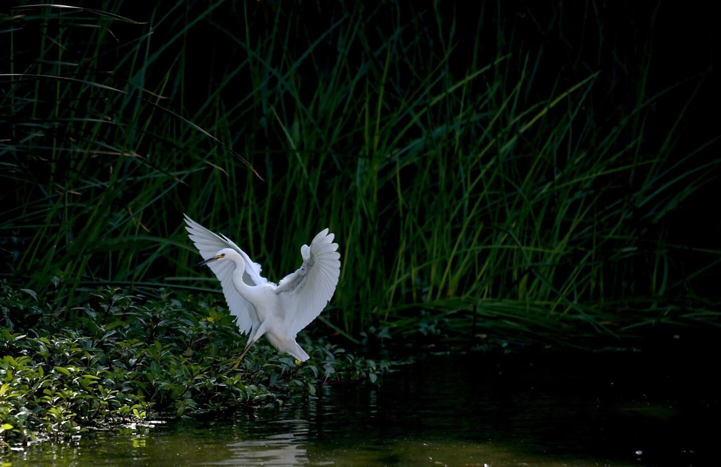 An egret alights