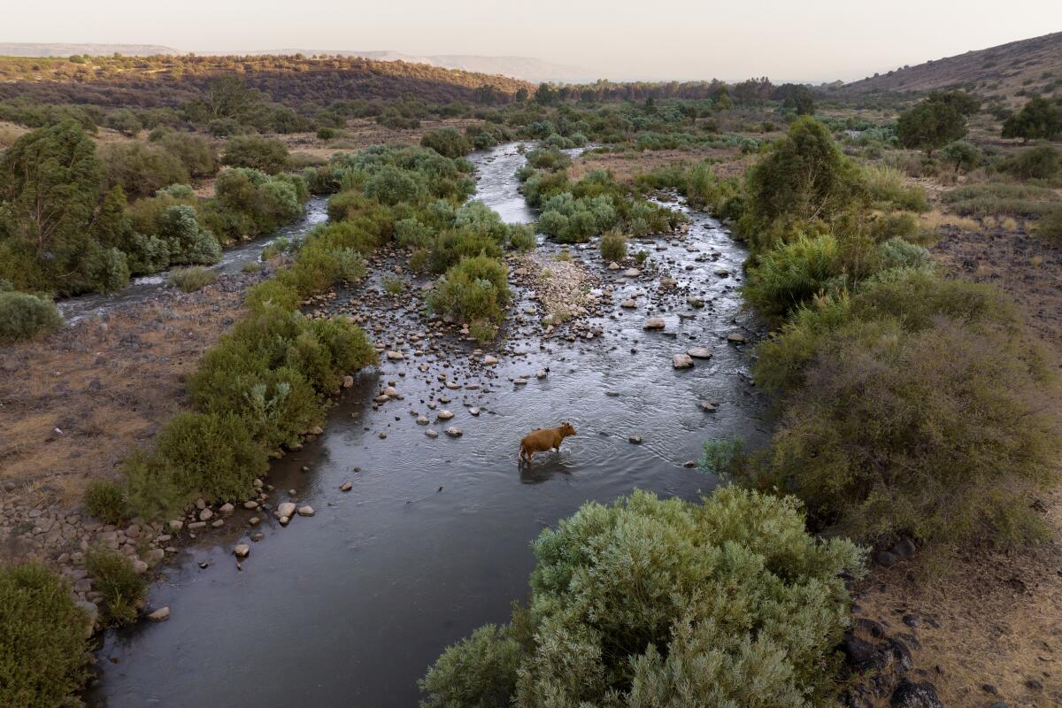 ARCHIVO - Una vaca cruza el río Jordán cerca del kibbutz Karkom, norte de Israel, 30 de julio de 2022. 
