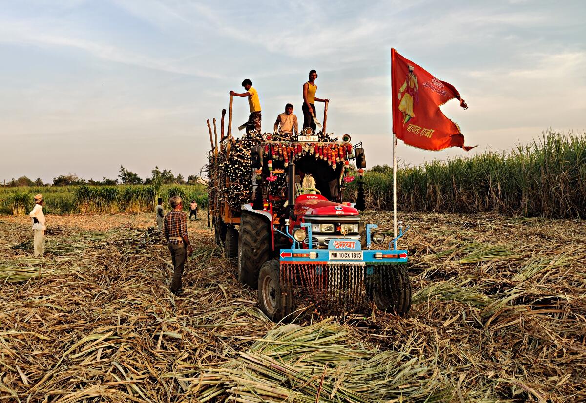 Sugar cane is loaded onto a truck western Maharashtra.