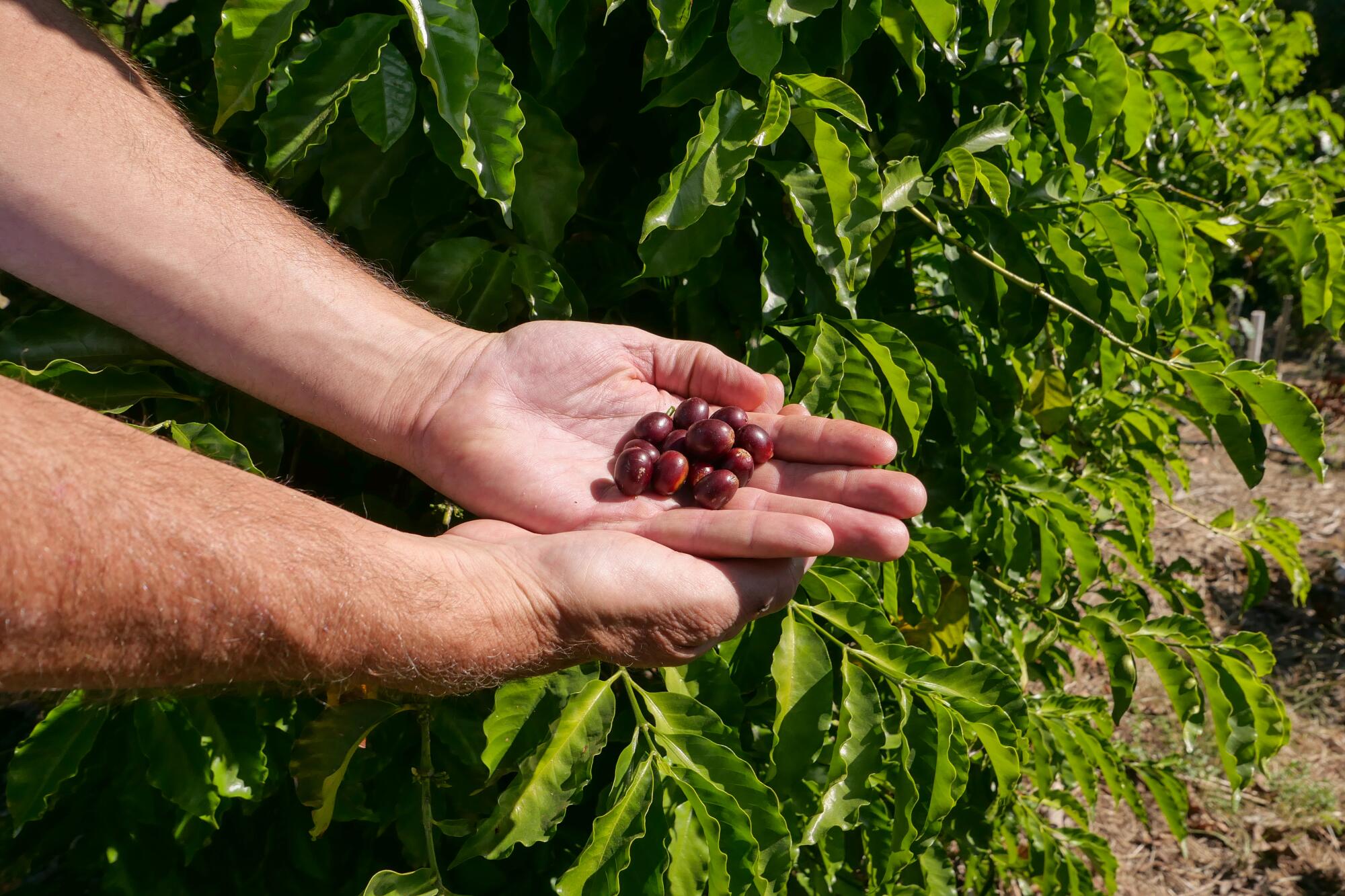 Hands with coffee beans in one palm in front of coffee plants