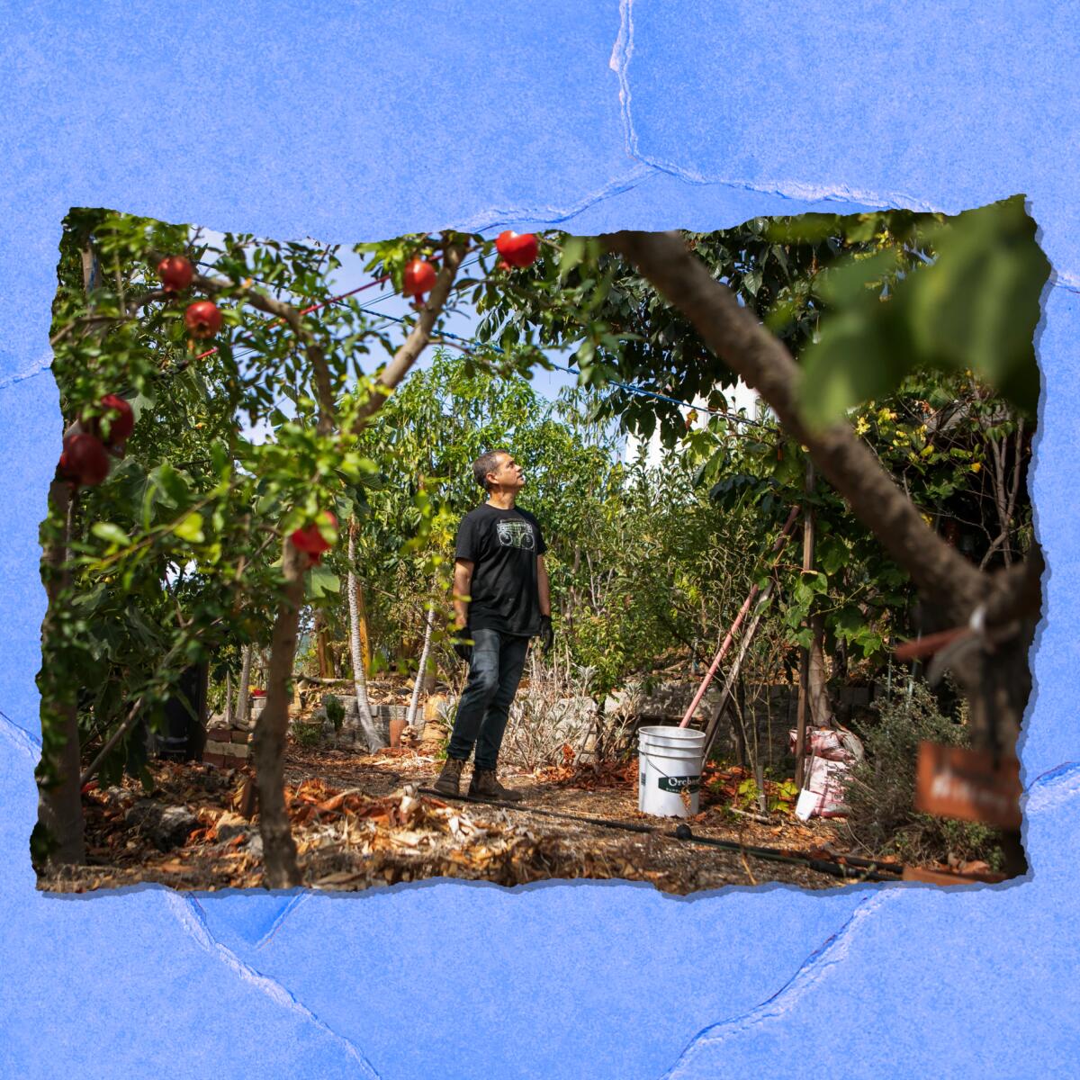 A person in work boots and gloves stands amid fruit trees.
