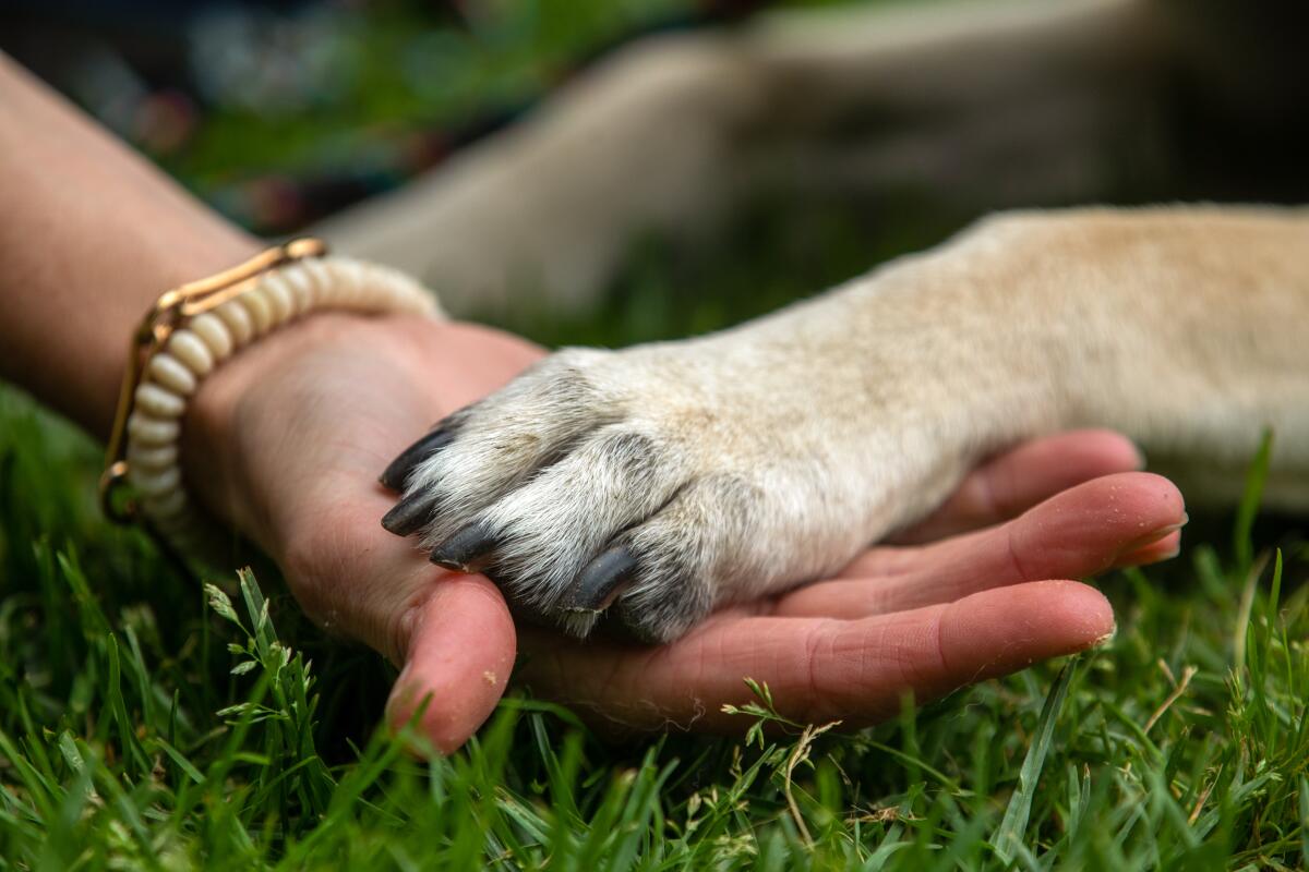 Buddy the dog's paw rests on his owner's hand.  