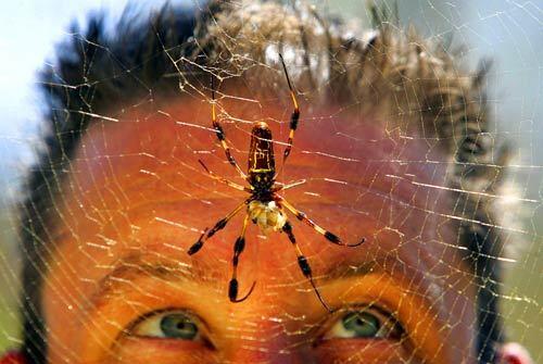 Brent Karner, resident "bug guy" at the Natural History Museum of Los Angeles County, looks at an orb weaver spider. The museum's new Spider Pavilion has nearly 100 creepy crawlies on exhibit through Nov. 4.