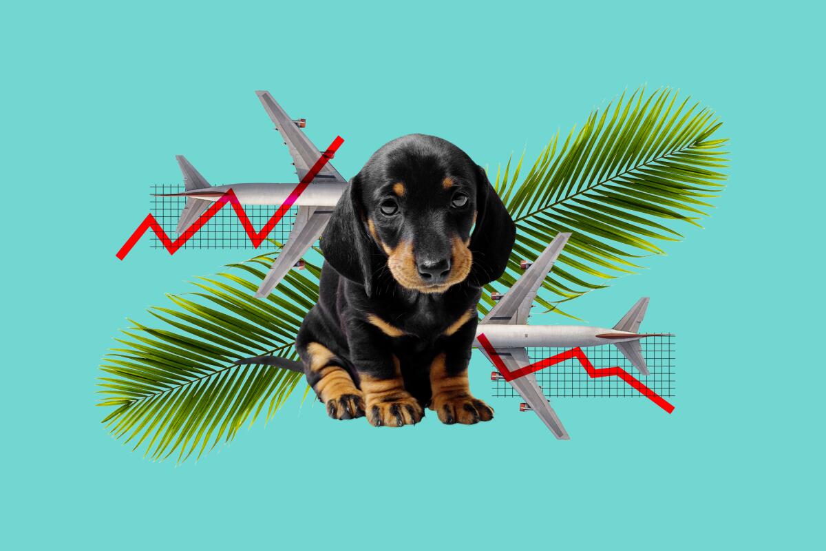 A photo illustration of a puppy, airplanes, palm fronds and a downward-trending economic chart