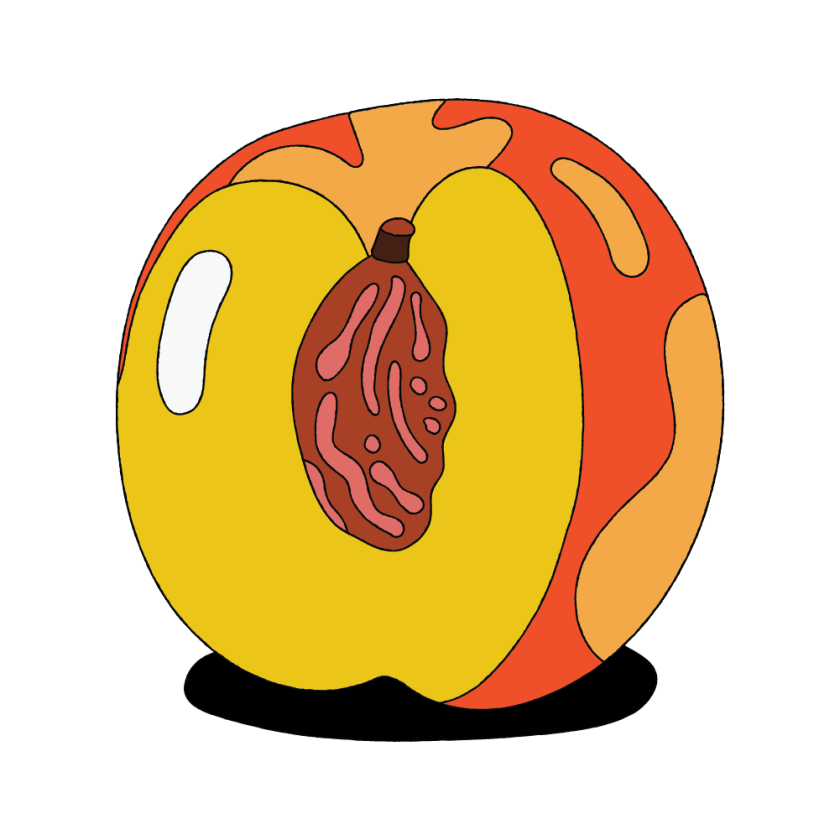 Illustration of a Peach