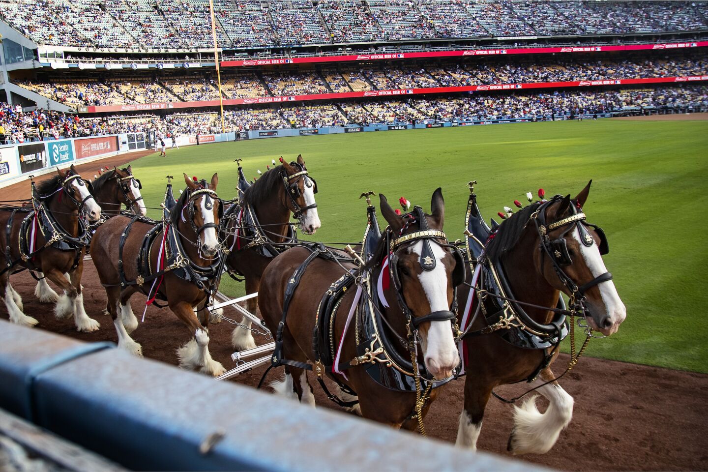 Clydesdale horses trot along the warning track before the start of Game 5.