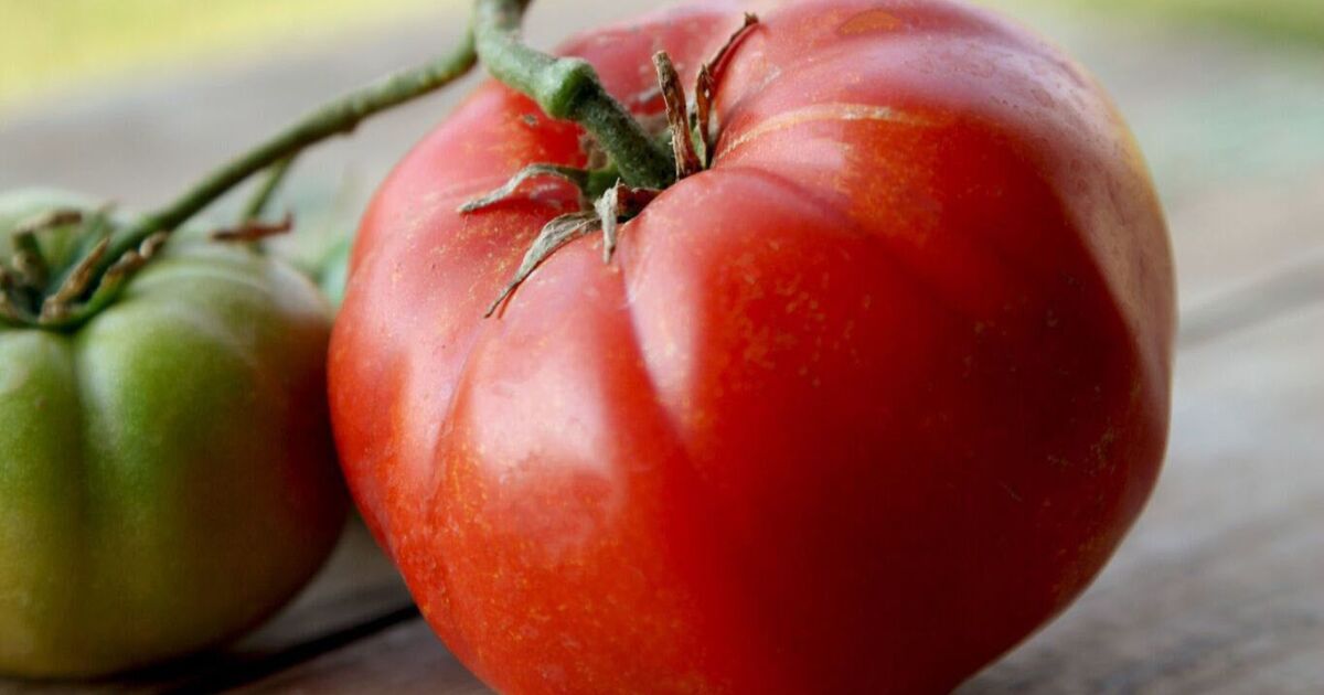 If you're only growing one type of tomato this year, it should be this