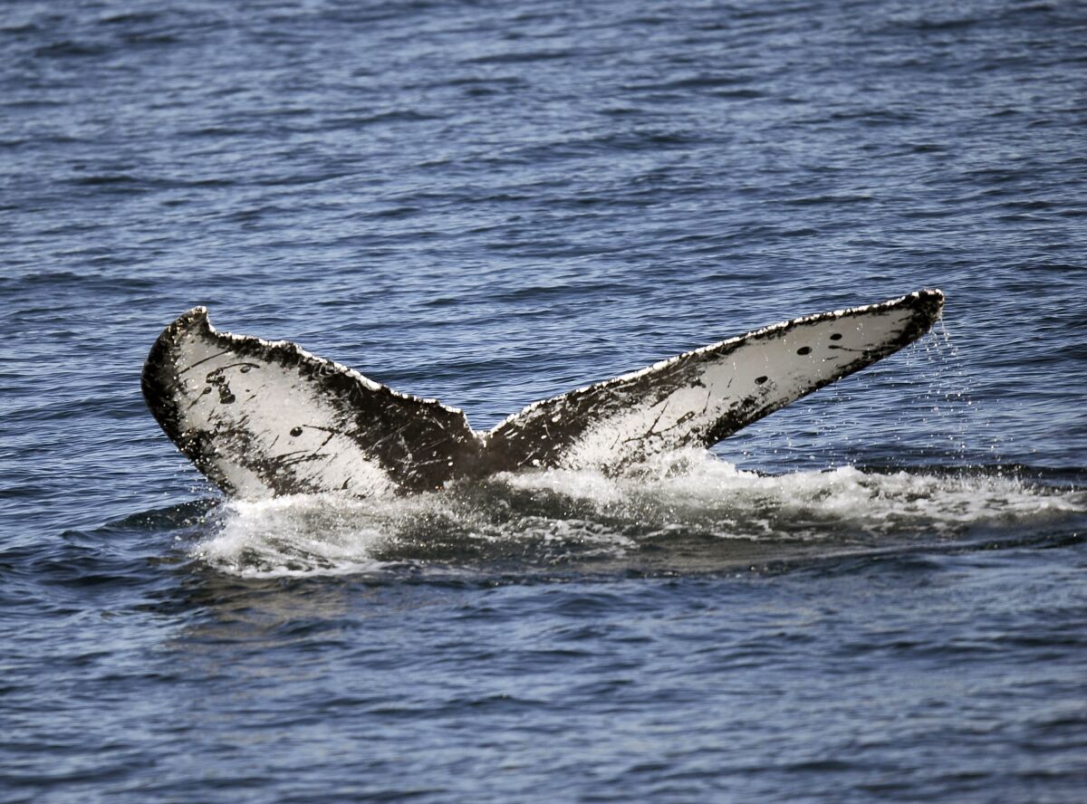 A blue whale raises its tail above the water surface off the coast of Long Beach, Calif. 