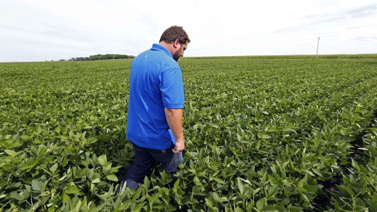 Soybean farmer Michael Petefish walks through soy plants at his farm in southern Minnesota. About one-third of U.S. soybean revenue last year came from exports to China.