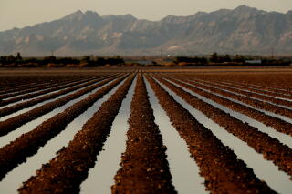 A farm field with rows of water, with mountains in the background.