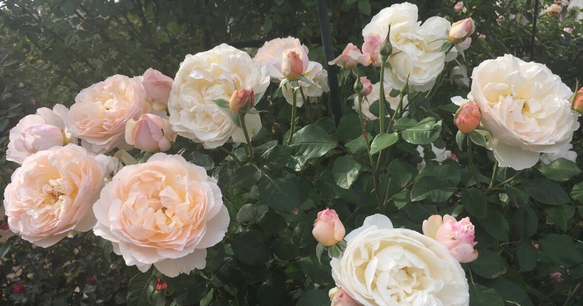 Tradition of fall pruning for roses on Labor Day weekend may need a timing reset