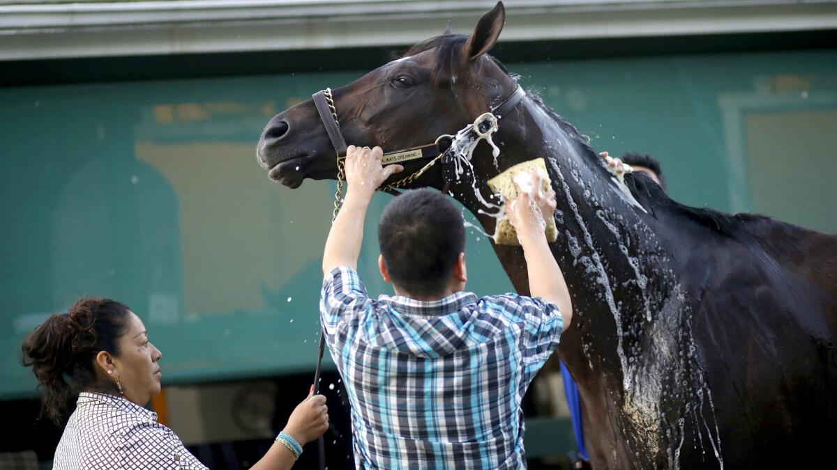 Always Dreaming is bathed after a workout at Pimlico Race Course in Baltimore on Wednesday, when the draw placed the Kentucky Derby winner in the No. 4 post position.
