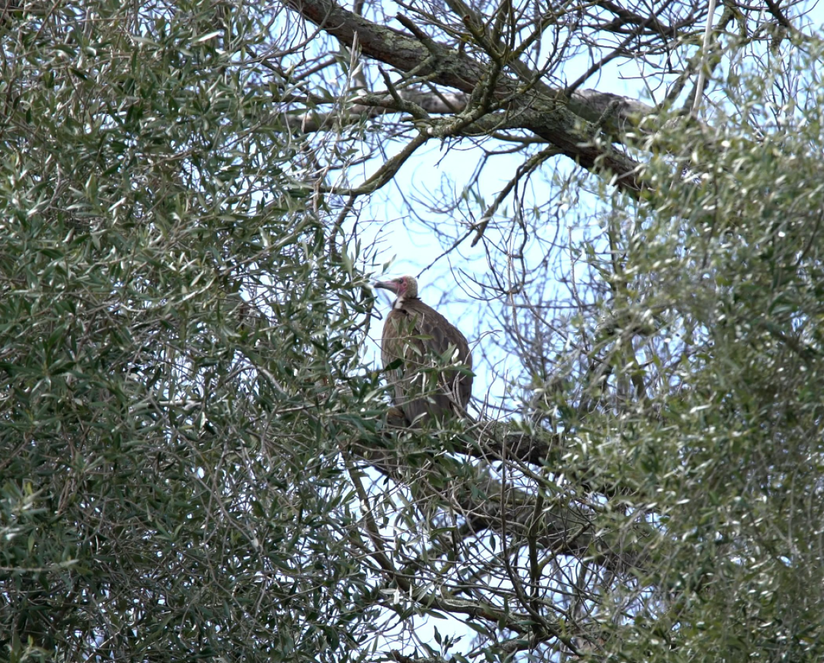 A vulture perches on the limb of a tree.