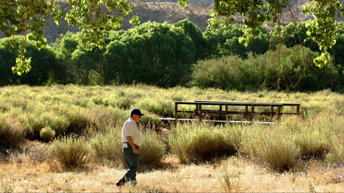 Nonnative cheatgrass, which increases the chance of wildfire and allows a blaze to spread more swiftly, grows at Big Morongo Canyon Preserve near Joshua Tree.