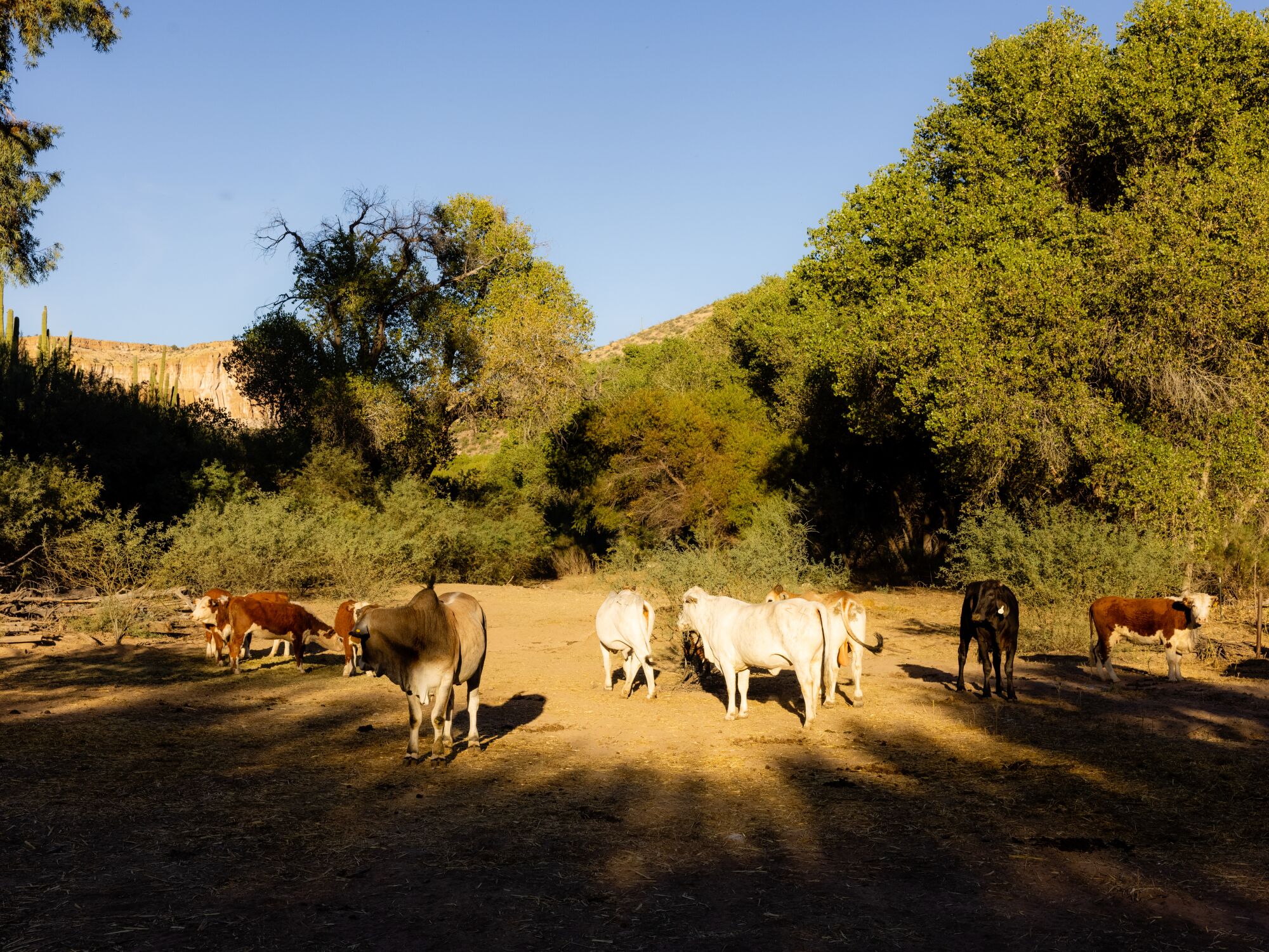 Several cattle on Hill's ranch 