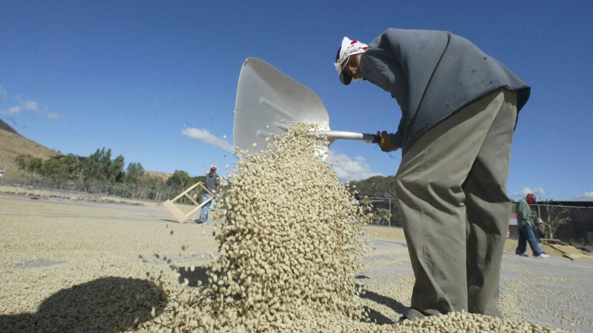 Workers spread coffee beans so they can dry at a plantation north of Managua, Nicaragua.