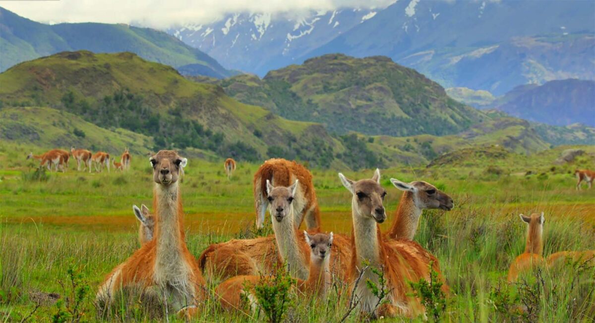 Four adult guanacos and a young calf lie down in Chile’s Patagonia National Park.