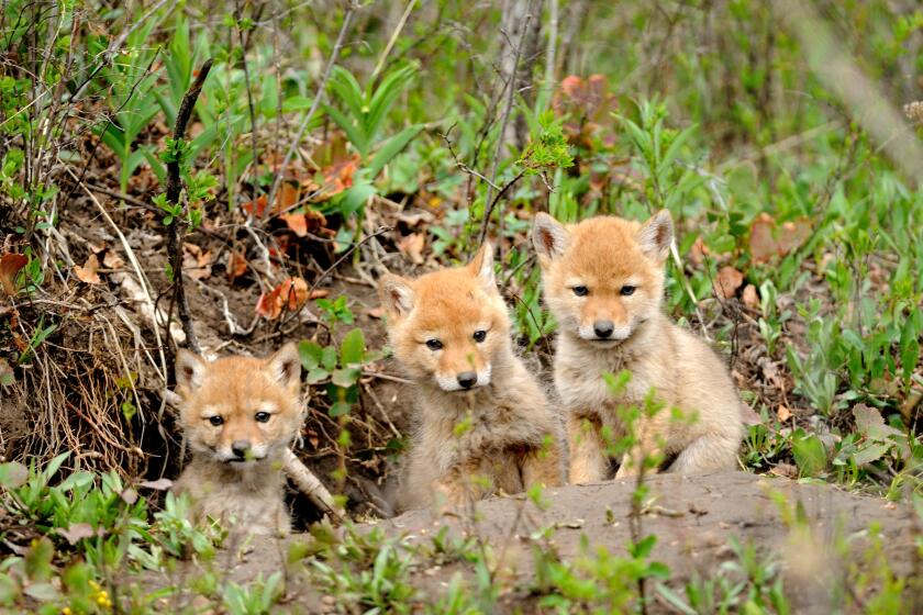 a trio of Coyote pups peer from their den near Big Sky, Montana