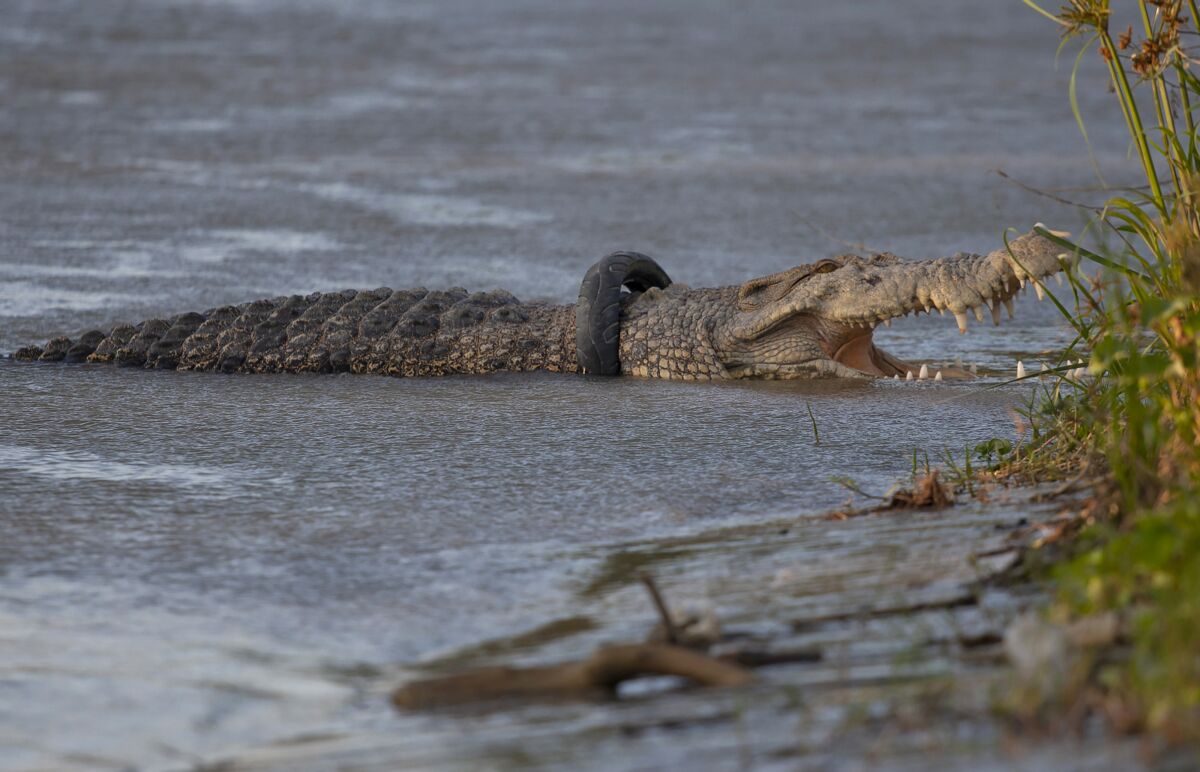 Crocodile with a tire around its neck