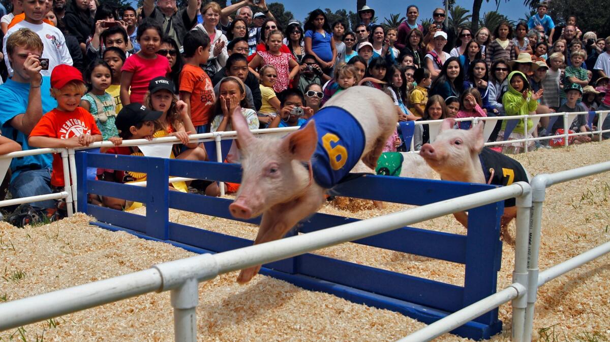 The All Alaskan Racing Pigs perform at the Ventura County Fair in Ventura.