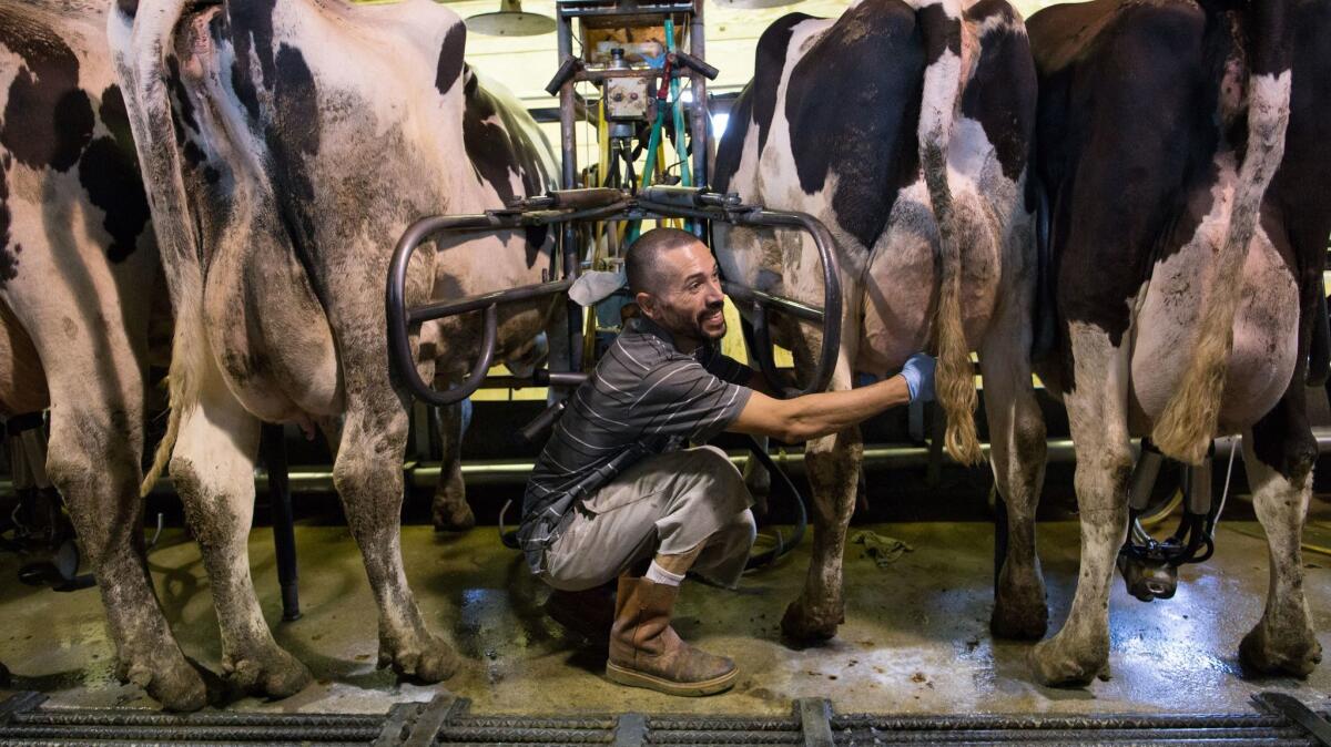 Dairy worker Guillermo Sanchez tends to milking cows at Tom Barcellos' dairy farm in Porterville, Calif.